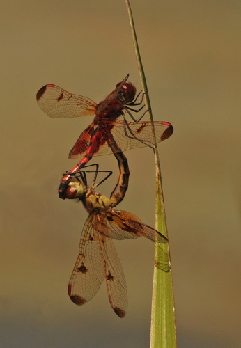 Pair in copula
2014_09_07_Floyd